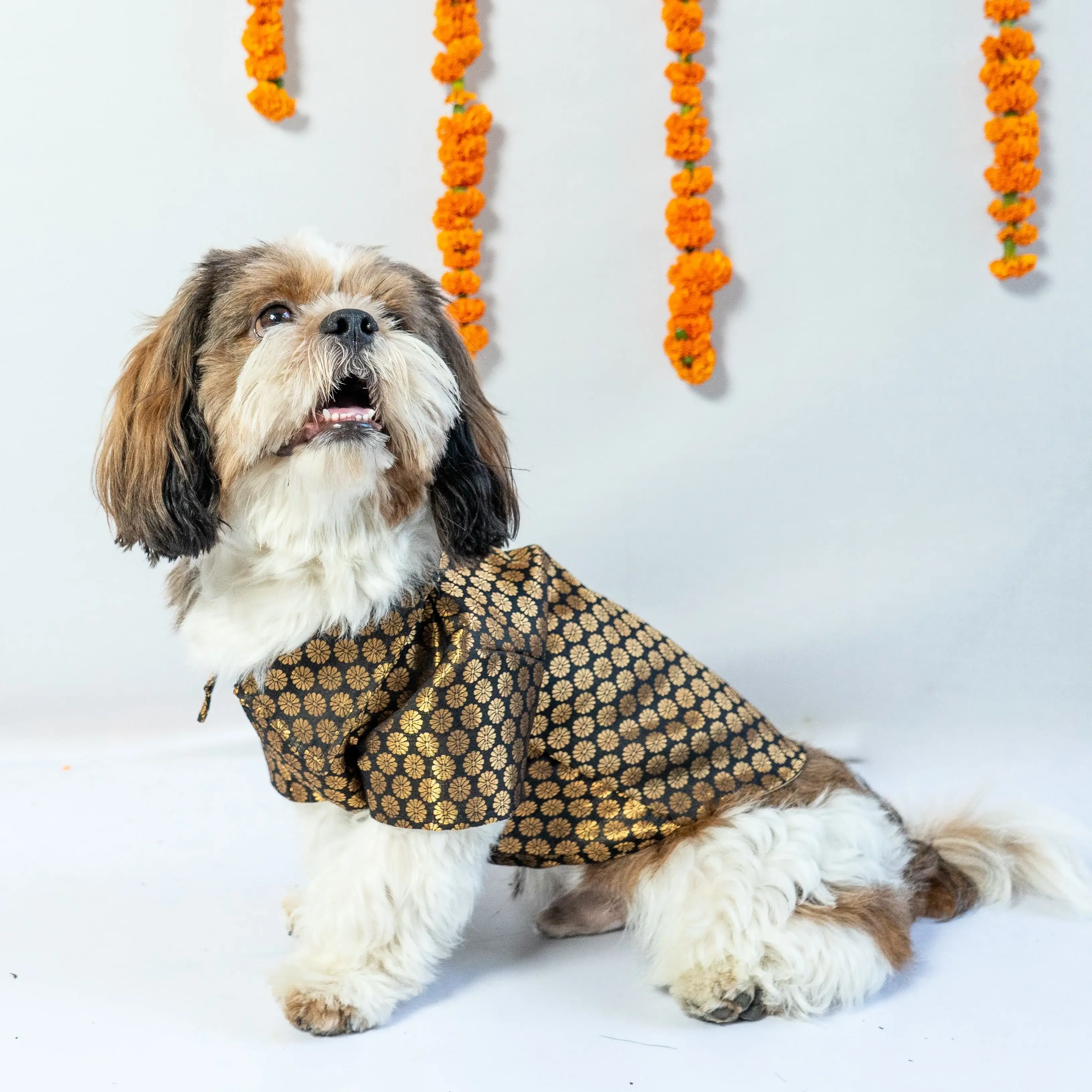 Black Occasion Wear Shirt For Dogs