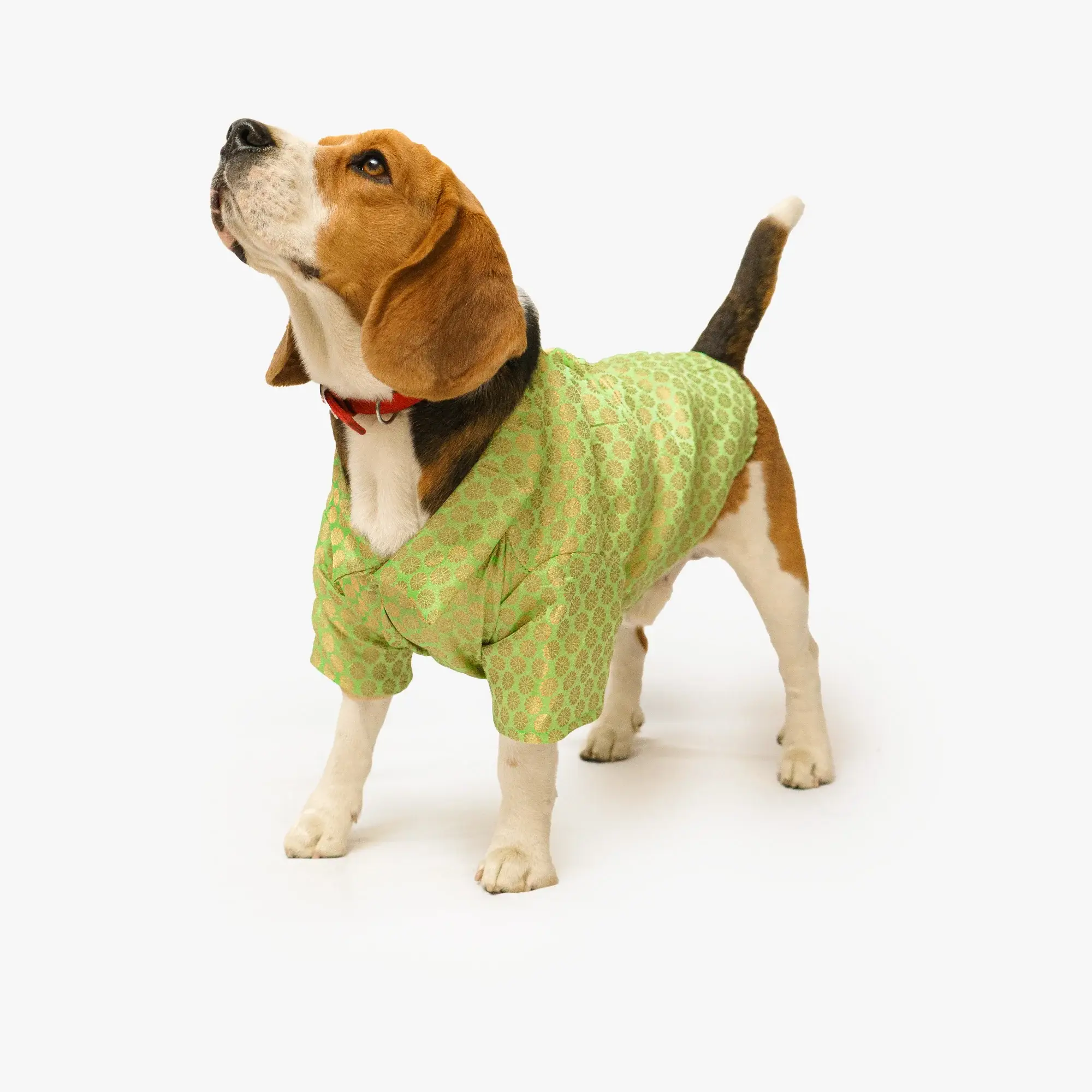 Pista Green Occasion Wear Shirt For Dogs